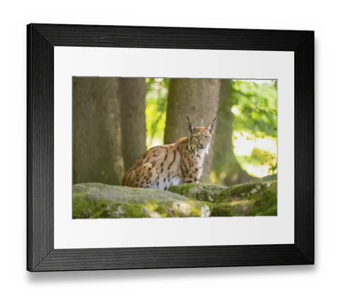 Framed Print : Eurasian lynx (Lynx lynx) sitting on a rock in a forest