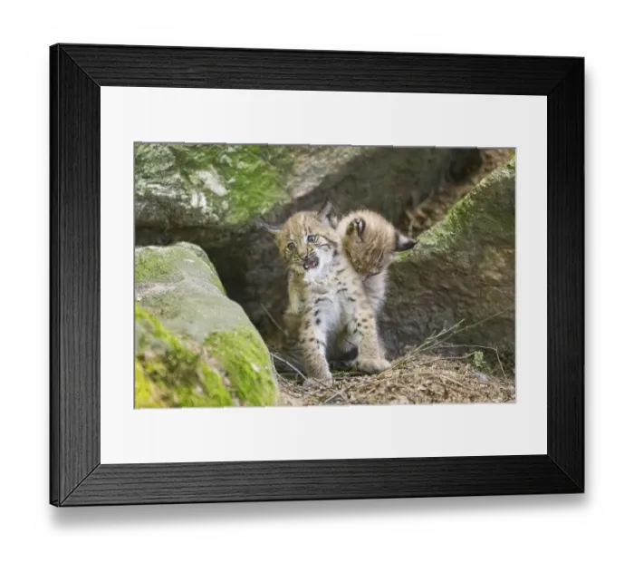 Framed Print : Eurasian lynx (Lynx lynx) mother with her youngsters (cubs) playing between rocks with each other in a forest Framed Print : Eurasian lynx (Lynx lynx) mother with her youngsters (cubs) playing between rocks with each other in a forest