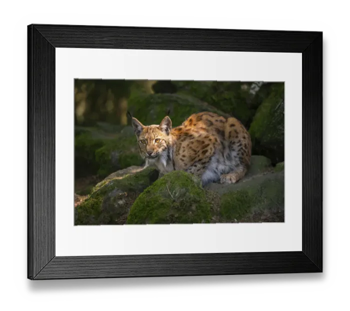 Framed Print : Eurasian lynx (Lynx lynx) lying on a rock in a forest Framed Print : Eurasian lynx (Lynx lynx) lying on a rock in a forest