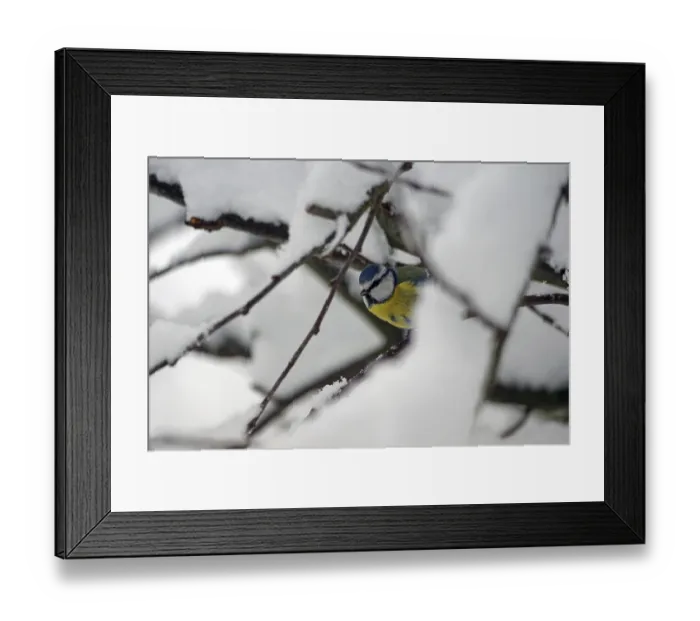Framed Print : Blue tit (Cyanistes caeruleus) Framed Print : Blue tit (Cyanistes caeruleus)