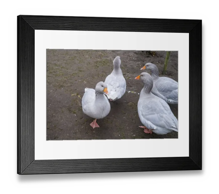 Framed Print : Borken, NRW, Germany, Greylag geese standing together