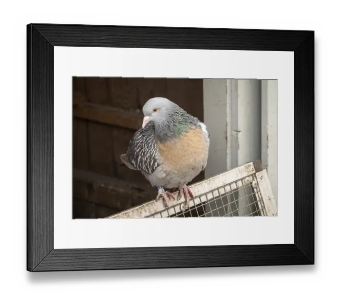 Framed Print : Borken, NRW, Germany, Speckled pigeon preening its colorful feathers while perched on a metal mesh