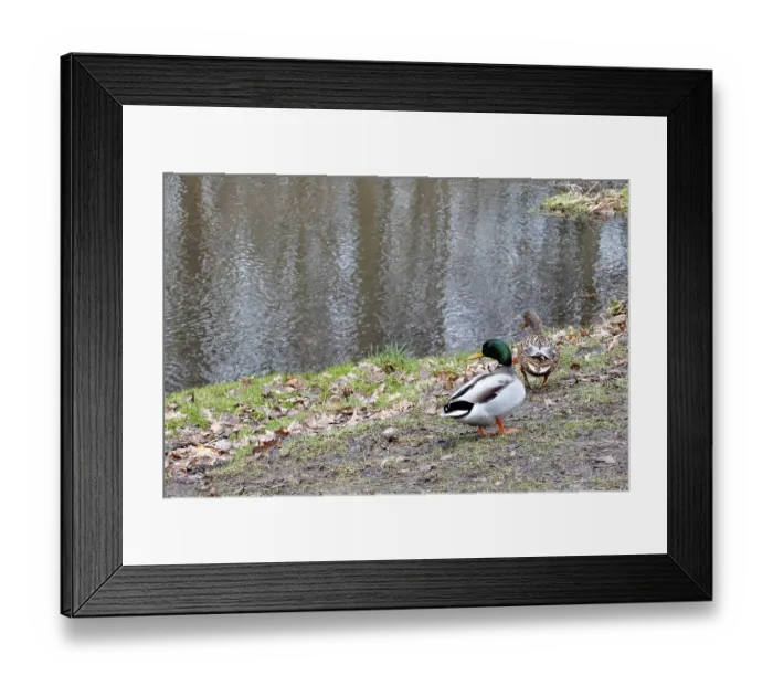 Framed Print : Borken, NRW, Germany, Two mallard ducks walking on muddy ground beside a calm pond surface