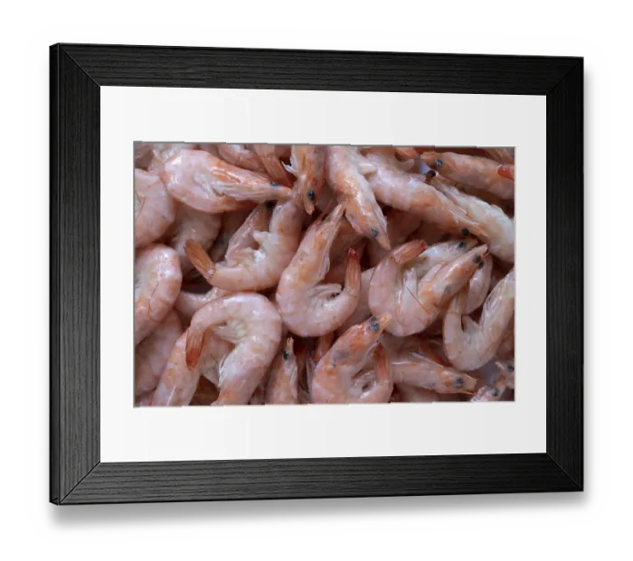 Framed Print : Frozen shrimps as bacground. Close up view Framed Print : Frozen shrimps as bacground. Close up view