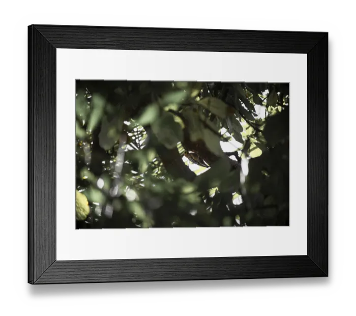 Framed Print : Woodpecker perched on tree branch hidden among green leaves Framed Print : Woodpecker perched on tree branch hidden among green leaves