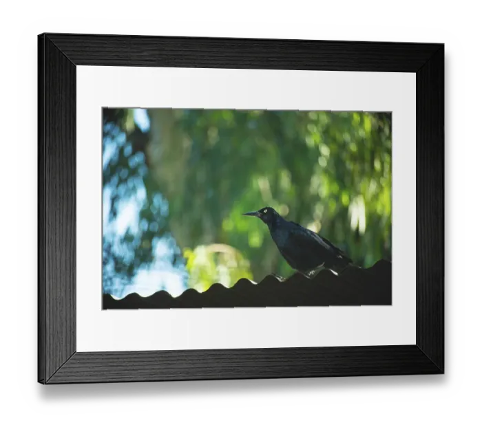 Framed Print : Zanate bird on rooftop with blurred jungle background