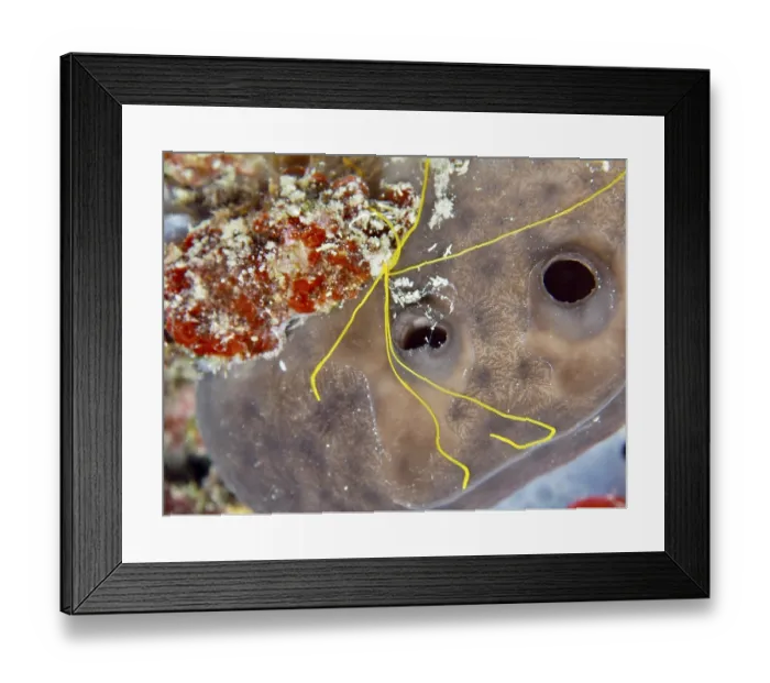 Framed Print : Spaghetti worm (Terebella lapidaria) with conspicuous yellow tentacles on a sea sponge