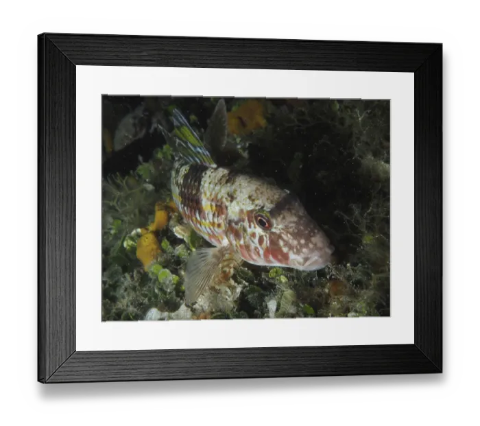Framed Print : A colourful fish with reddish patterns