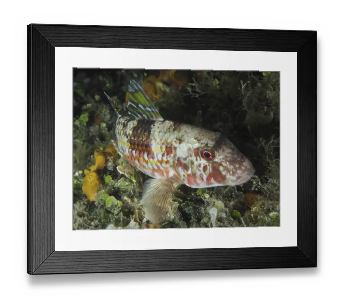 Framed Print : A multicoloured fish, striped barb (Mullus surmuletus)