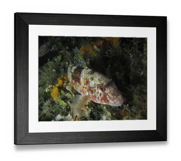 Framed Print : A colourful fish with patterns