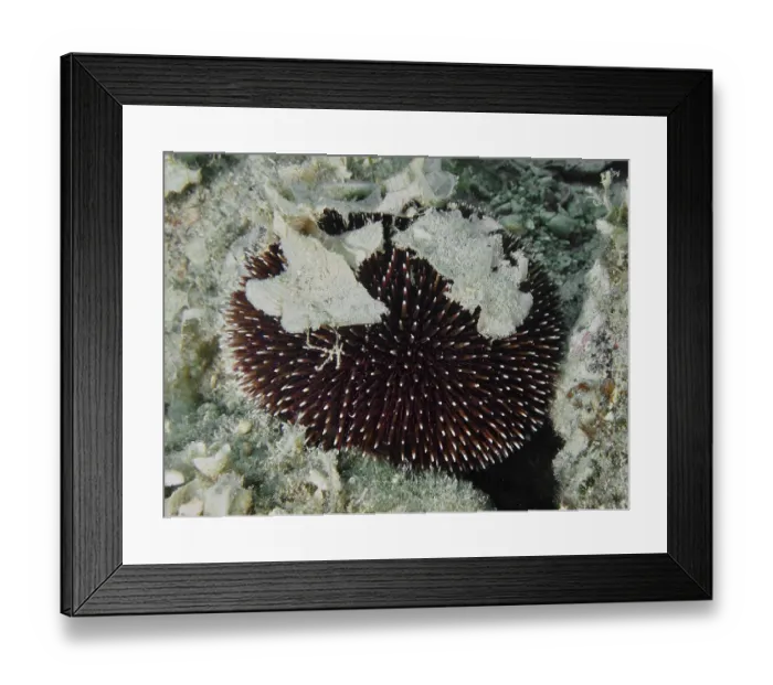 Framed Print : A Sphaerechinus granularis (Sphaerechinus granularis) with long spines on the seabed