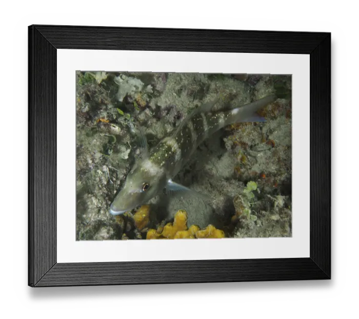 Framed Print : A fish with green-brown colouring Framed Print : A fish with green-brown colouring