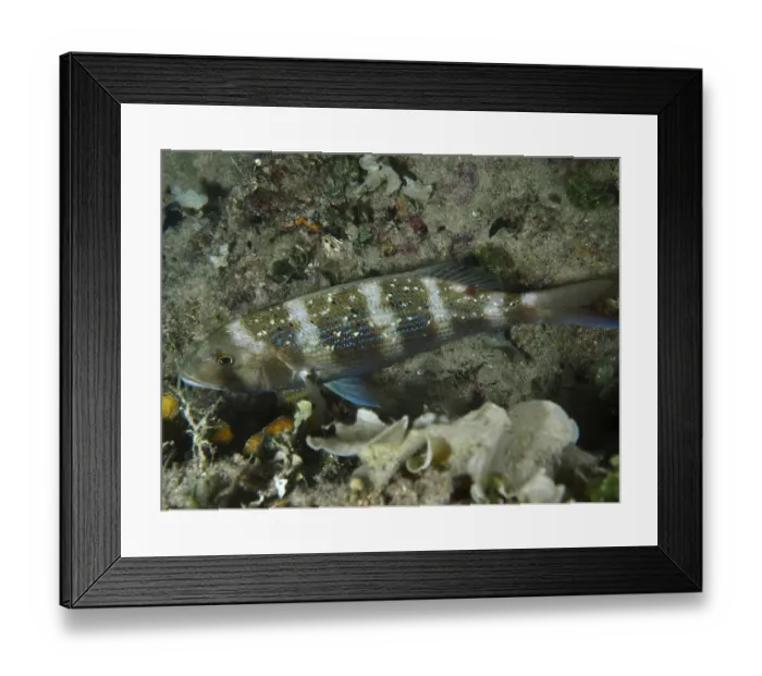 Framed Print : An elongated fish with blue spots Framed Print : An elongated fish with blue spots