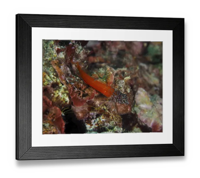 Framed Print : Black blenny (Microlipophrys nigriceps) in bright red among colourful algae