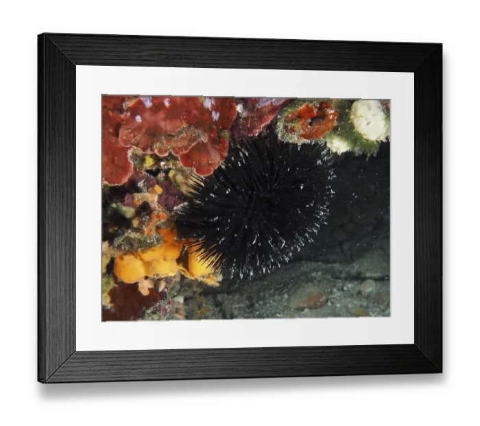 Framed Print : Arbacia lixula (Arbacia lixula) in a contrasting reef Framed Print : Arbacia lixula (Arbacia lixula) in a contrasting reef