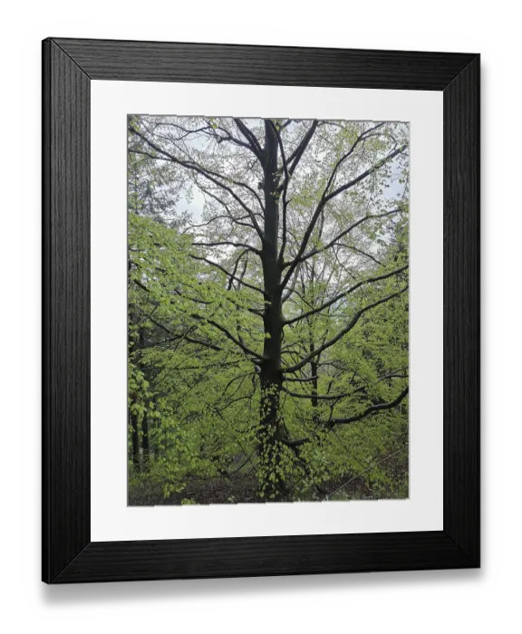 Framed Print : Large beech (fagus) with fresh green leaves in a lively spring forest