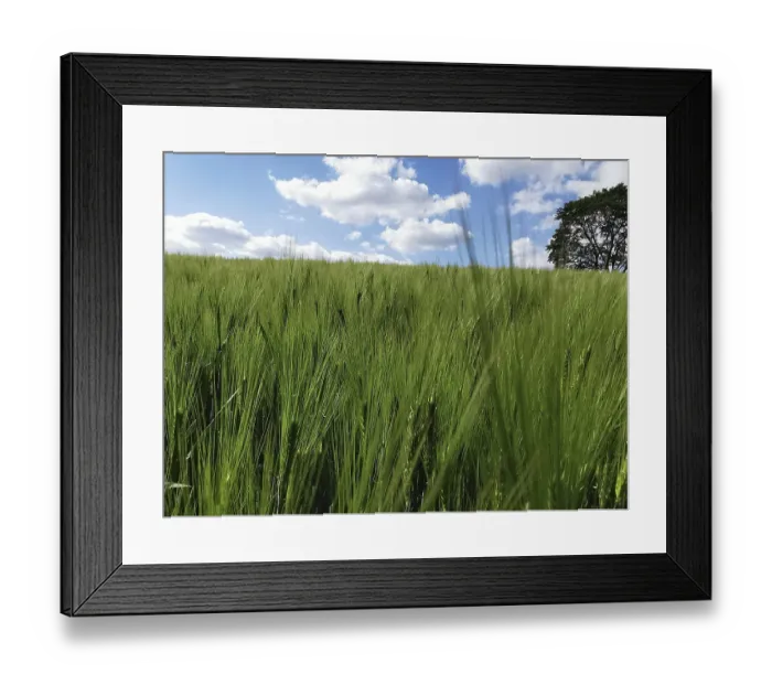 Framed Print : Green ears of a grain field (granum) under a cloudy sky with a lonely tree Framed Print : Green ears of a grain field (granum) under a cloudy sky with a lonely tree