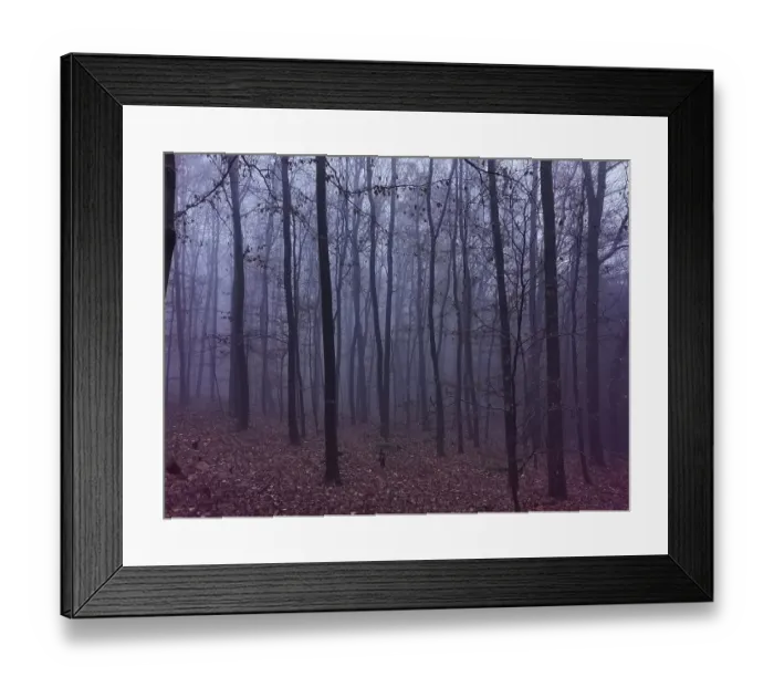 Framed Print : Dense, fog-covered forest in purple light with gloomy trees and leaves create a mystical atmosphere Framed Print : Dense, fog-covered forest in purple light with gloomy trees and leaves create a mystical atmosphere