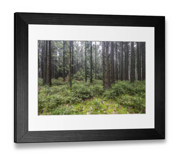 Framed Print : Coniferous forest (Picea abies) Framed Print : Coniferous forest (Picea abies)