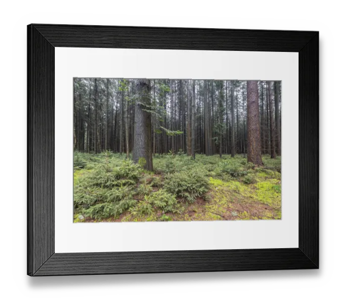 Framed Print : Coniferous forest (Picea abies)