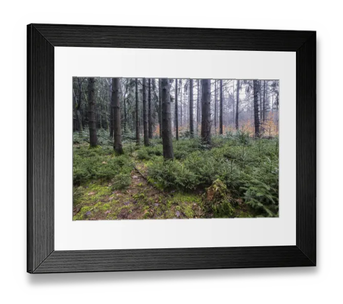 Framed Print : Coniferous forest (Picea abies)