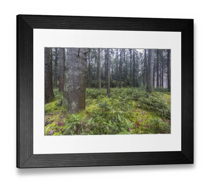 Framed Print : Coniferous forest (Picea abies) Framed Print : Coniferous forest (Picea abies)