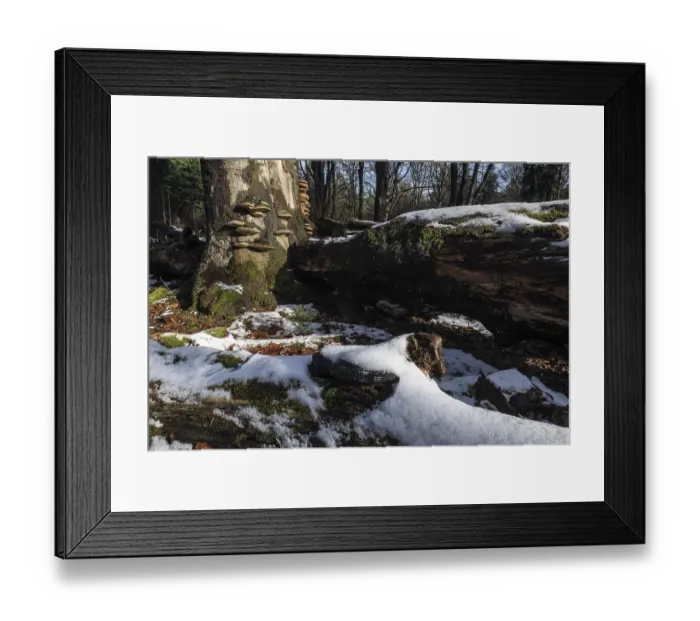Framed Print : Deadwood in winter beech forest (Fagus sylvatica)