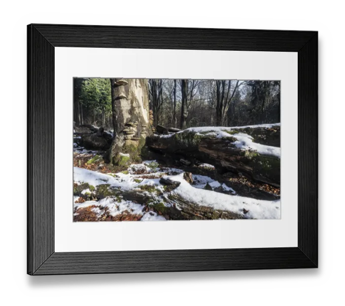 Framed Print : Deadwood in winter beech forest (Fagus sylvatica)
