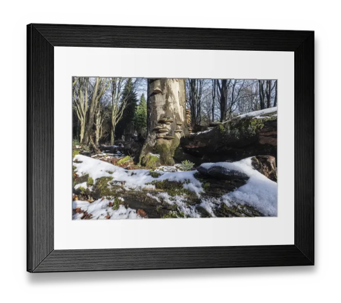 Framed Print : Deadwood in winter beech forest (Fagus sylvatica)