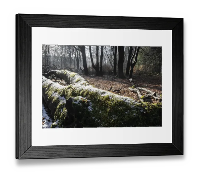 Framed Print : Deadwood in winter beech forest (Fagus sylvatica)