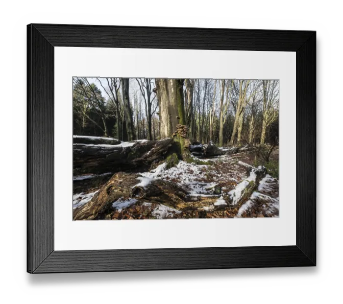 Framed Print : Deadwood in winter beech forest (Fagus sylvatica)