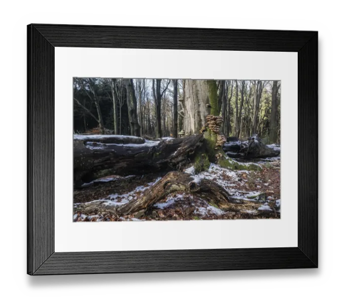 Framed Print : Deadwood in winter beech forest (Fagus sylvatica) Framed Print : Deadwood in winter beech forest (Fagus sylvatica)