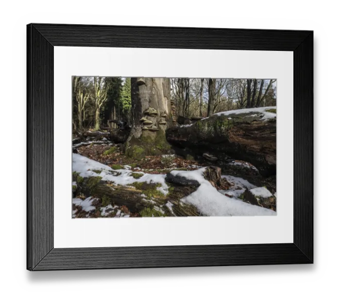 Framed Print : Deadwood in winter beech forest (Fagus sylvatica)