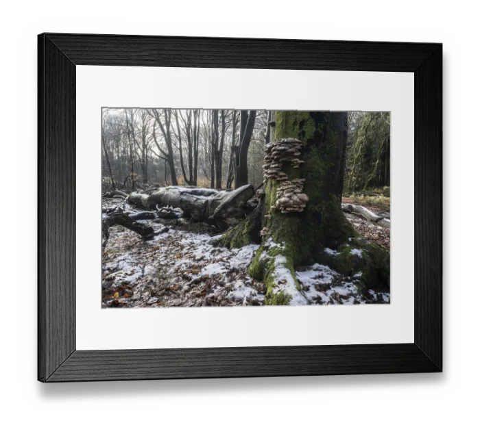 Framed Print : Deadwood in winter beech forest (Fagus sylvatica)