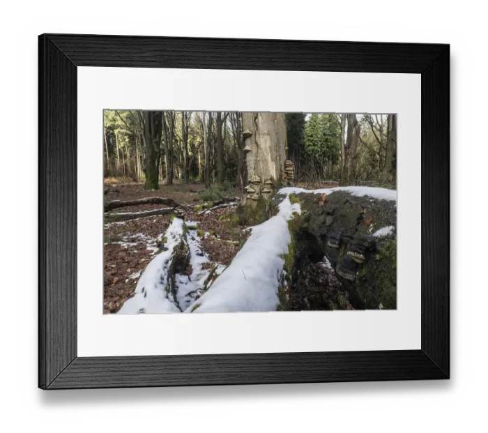 Framed Print : Deadwood in winter beech forest (Fagus sylvatica)