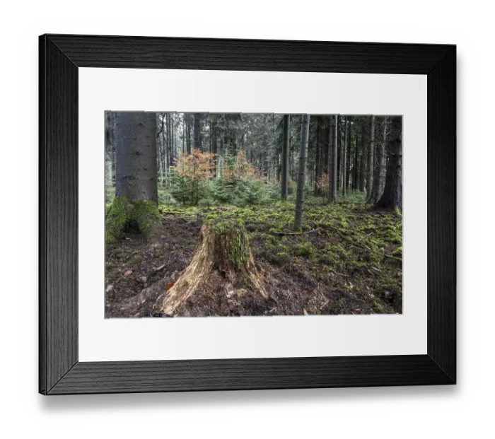 Framed Print : Coniferous forest (Picea abies) Framed Print : Coniferous forest (Picea abies)