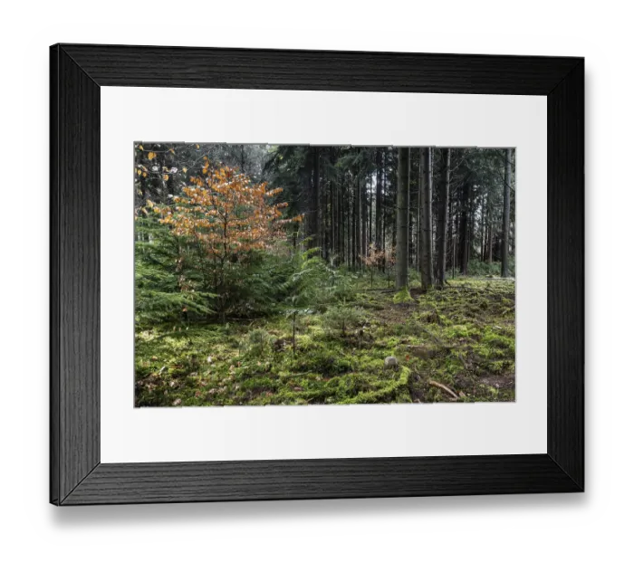 Framed Print : Coniferous forest (Picea abies) Framed Print : Coniferous forest (Picea abies)