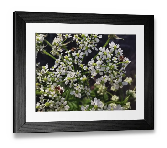 Framed Print : Umbellifers (apiaceae) with white flowers and three ants (formicidae)