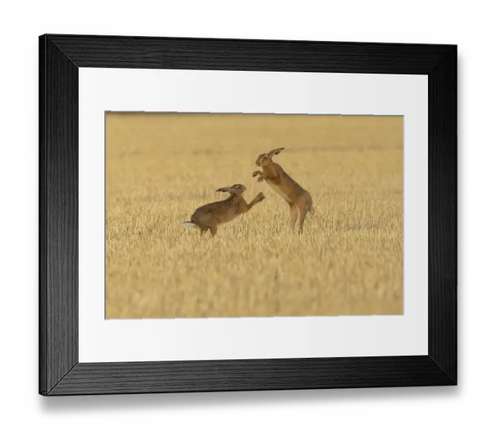 Framed Print : European brown hare (Lepus europaeus) two adult animals hares boxing fighting in a farmland stubble field in summer
