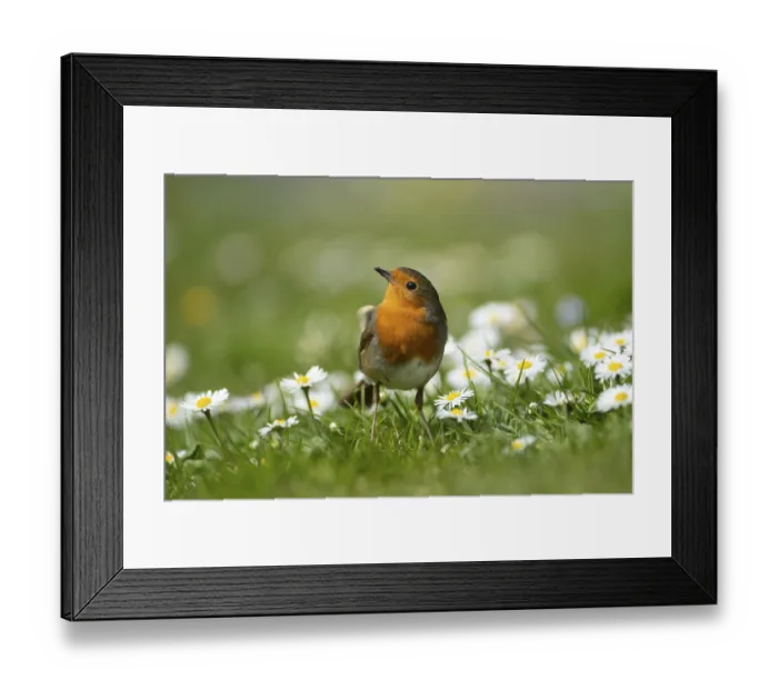 Framed Print : European robin (Erithacus rubecula) adult garden bird on a grass lawn with daisy flowers in spring Framed Print : European robin (Erithacus rubecula) adult garden bird on a grass lawn with daisy flowers in spring