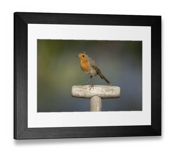 Framed Print : European robin (Erithacus rubecula) adult garden bird on a fork handle in spring