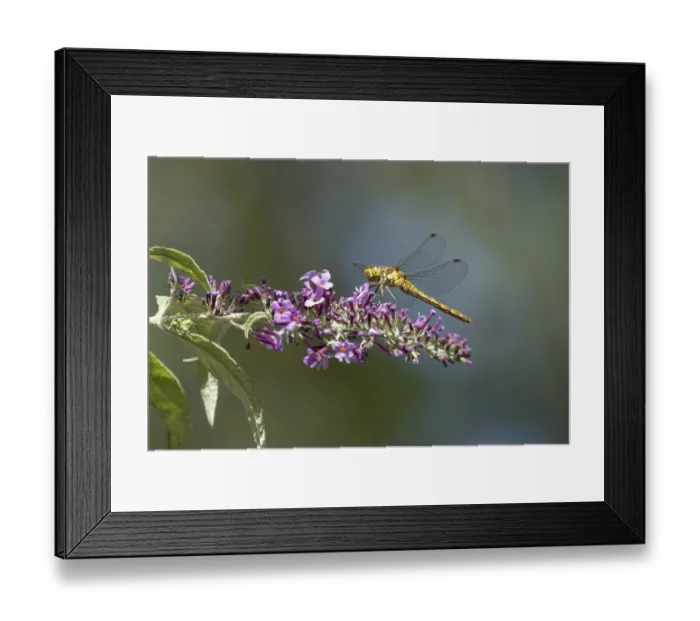 Framed Print : Common darter dragonfly (Sympetrum striolatum) adult female insect resting on a garden Buddjela flower in summer