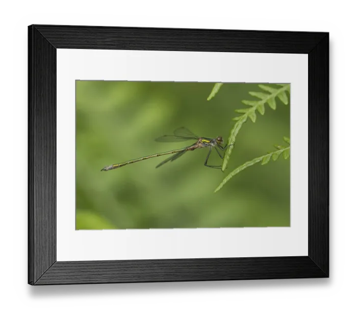 Framed Print : Emerald damselfly (Lestes sponsa) adult female insect resting on a Bracken leaf in summer