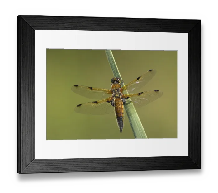 Framed Print : Four spotted chaser dragonfly (Libellula quadrimaculata) adult insect on a reed leaf Framed Print : Four spotted chaser dragonfly (Libellula quadrimaculata) adult insect on a reed leaf
