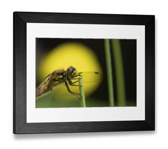 Framed Print : Four spotted chaser dragonfly (Libellula quadrimaculata) adult insect on a plant stem in spring