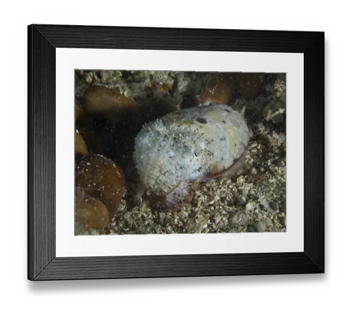 Framed Print : Cuttlefish, Common cuttlefish (Sepia officinalis) juvenile