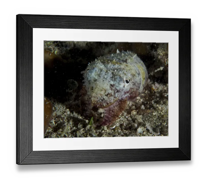 Framed Print : Cuttlefish, Common cuttlefish (Sepia officinalis) juvenile camouflaged in the dark underwater area on sand