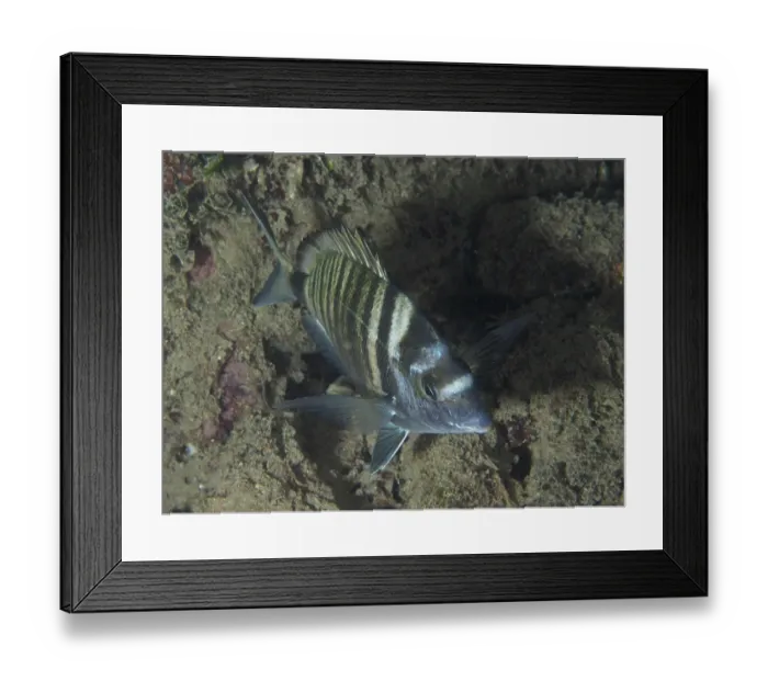 Framed Print : Striped fish, Pinniped (Diplodus puntazzo) Framed Print : Striped fish, Pinniped (Diplodus puntazzo)