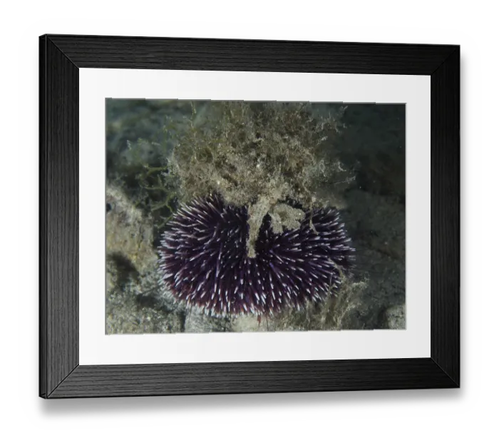 Framed Print : A Sphaerechinus granularis (Sphaerechinus granularis) with purple spines and camouflaged with algae on a sandy seabed Framed Print : A Sphaerechinus granularis (Sphaerechinus granularis) with purple spines and camouflaged with algae on a sandy seabed