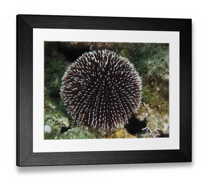 Framed Print : A round Sphaerechinus granularis (Sphaerechinus granularis) with long spines on a rocky bottom